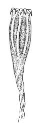 Ulota lutea, capsule, dry. Drawn from A.J. Fife 8084, CHR 436819.
 Image: R.C. Wagstaff © Landcare Research 2017 